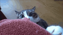 What Funny Animals GIF - What Funny Animals Shocked GIFs