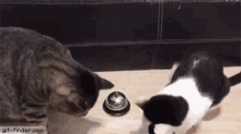 Cats Animals GIF - Cats Animals Awww GIFs