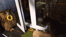 an owl with a yellow ring around its neck is standing next to a cat in a doorway .