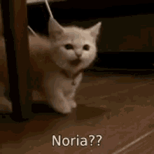 Noria GIF - Noria GIFs