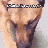 a close up of a dog with the words phillyin5 tweeted on it