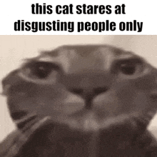 Cat Stare GIF - Cat Stare Disgusting GIFs