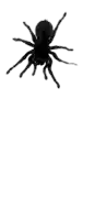 a black spider is flying through the air on a white background