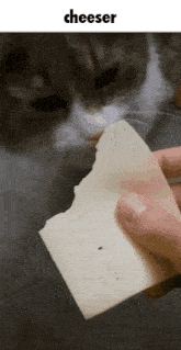 a cat is licking a piece of cheese while a person holds it .