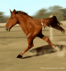 Rado Horse GIF