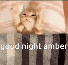 Cat Sleep GIF - Cat Sleep Good Night GIFs