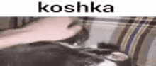 Tg Bratishkin Koshka GIF