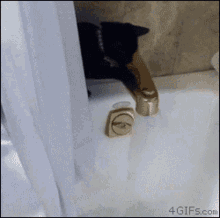 Cat Black Cat GIF - Cat Black Cat Bath GIFs