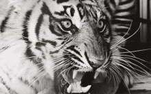 Miz Tiger Zou Tiger GIF