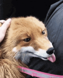 Cute Fox Pet A Fox GIF - Cute Fox Pet A Fox GIFs