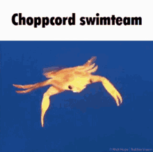 Choppcord Swimming GIF - Choppcord Cord Swimming GIFs