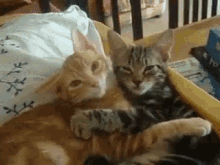 Cats Cuddle GIF - Cats Cuddle Amour GIFs