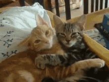 GIF
