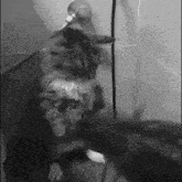a black and white photo of a cat standing on its hind legs next to a wall .