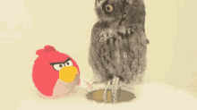 What...Is This? GIF - Birds Bird Owl GIFs