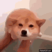 Ded Mems Dogue GIF - Ded Mems Dogue Swimming GIFs
