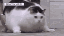 Fat Cat GIF - Fat Cat Fatty GIFs