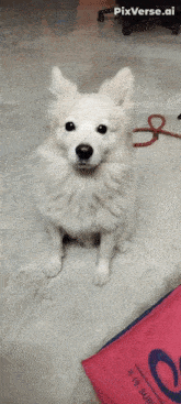 a white dog sitting next to a pink bag that says pixverse.ai on it