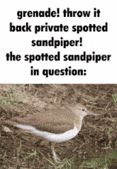 Throw It Back Spotted Sandpiper GIF - Throw It Back Spotted Sandpiper GIFs