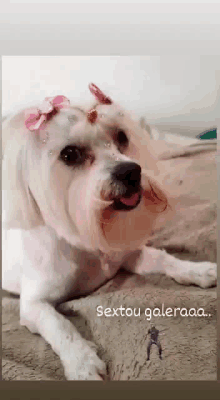 a white dog with a pink bow on its head is laying down