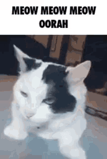 Sir Yes Sir Oorah Cat GIF - Sir Yes Sir Oorah Cat Emotional GIFs