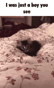 Cat Kitten GIF - Cat Kitten Tally Hall GIFs
