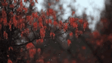 Trees Rain GIF - Trees Rain Red GIFs