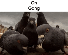 On Gang Pigeon GIF