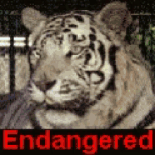 Endangered Species Extinction Is Forever GIF