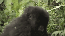 throw away mountain gorillas survival dian fosseys legacy lives on short film showcase gorilla i dont like it