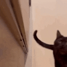 Cat Scary GIF - Cat Scary Aproach GIFs