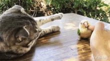 Viralhog Cat GIF - Viralhog Cat I Boop You GIFs