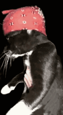 Milos Cat GIF - Milos Cat Sexy GIFs