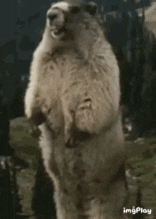a marmot standing on its hind legs with the word tex written on the bottom