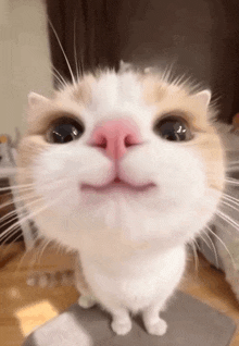 a close up of a cat with a pink nose looking up