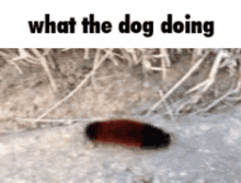 What The Dog Doing Funny GIF - What The Dog Doing Funny Gondal GIFs