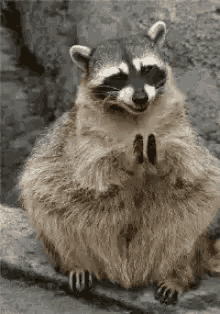Yippee Raccoon GIF - Yippee Raccoon Clapping GIFs