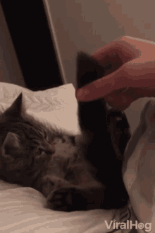Cat Tail GIF