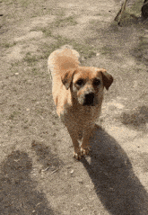 a brown dog is standing on a dirt path looking at the camera