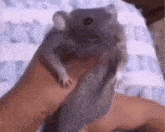 a person is holding a small grey rat in their hands .