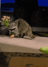 Reccoon Reverse Donut Raccoon Gives Donut GIF - Reccoon Reverse Donut Raccoon Gives Donut Raccoon Brings Donut GIFs
