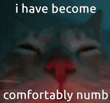 a picture of a cat with the words " i have become comfortably numb " below it