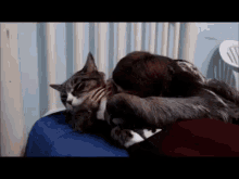 Let Me Love You GIF - Cat Sloth Hug GIFs