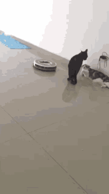 Cats Vacuum GIF - Cats Cat Vacuum GIFs