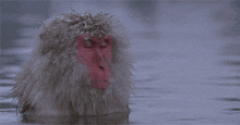 a monkey with a red face is in the water with its eyes closed