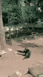 Gibbon Run GIF