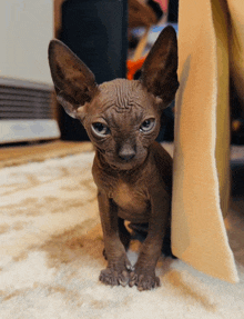 a hairless cat with big ears is sitting on a carpet