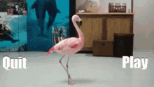 Wwe Supercard Flamingo GIF - Wwe Supercard Flamingo Quitter GIFs