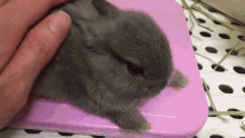 Bunny Rabbit GIF - Bunny Rabbit Pats GIFs