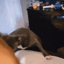a cat is playing with a person 's arm in a blurry photo